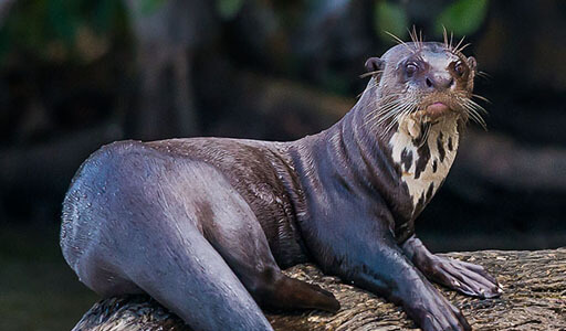 Giant Otter, portrait in the river water in Peruvian Amazon.