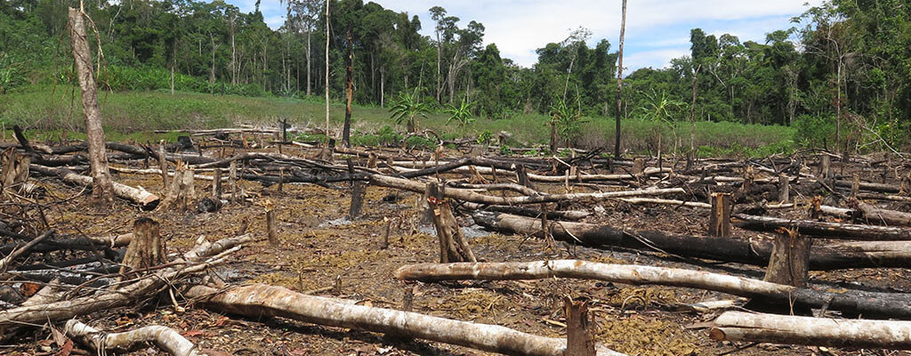 Déforestation en Amazonie (Pérou).