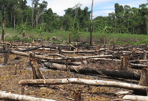 Entwaldung in Amazonien (Peru).